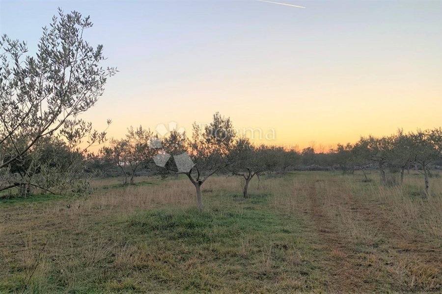 BALE – maslinik i šuma 3 km od mora - 3