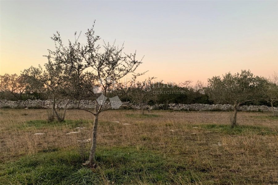 BALE – maslinik i šuma 3 km od mora - 5