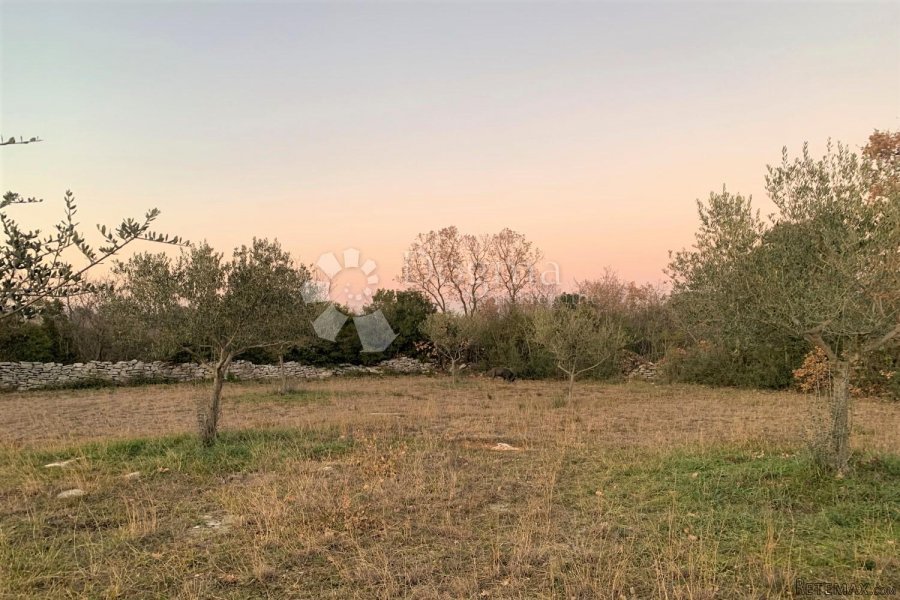 BALE – maslinik i šuma 3 km od mora - 6