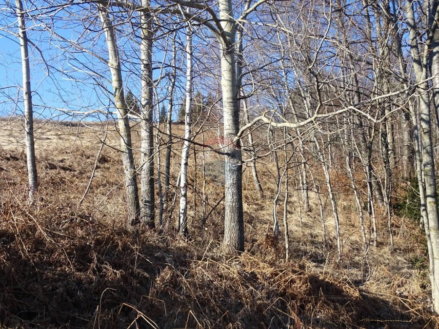 Ravna Gora-teren - 8