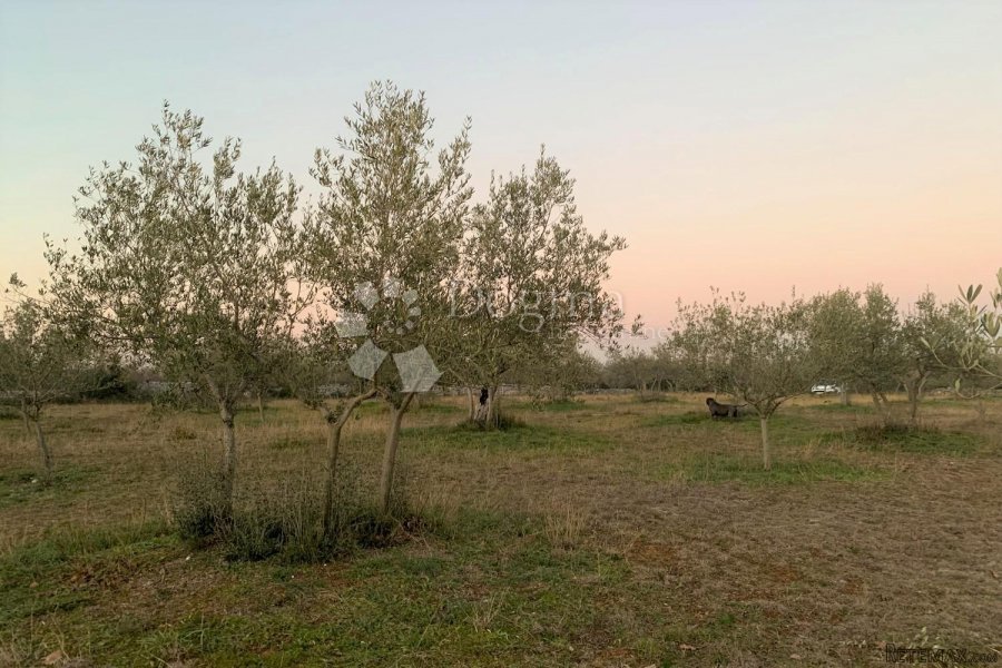 BALE – maslinik i šuma 3 km od mora - 10