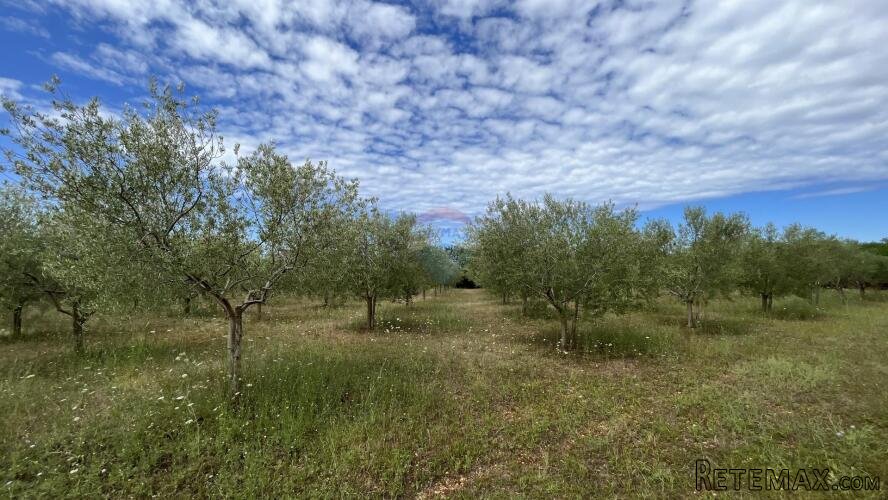 Labinci - okolica, uređeni i ograđeni maslinik na izvrsnoj l
