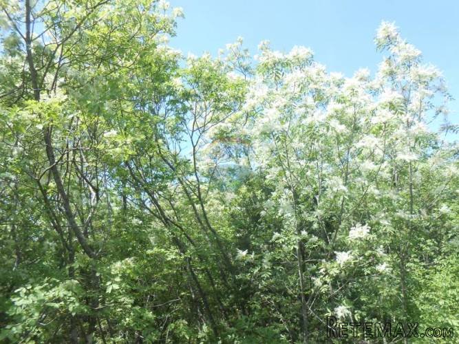 Istra, Krnica, ogromno poljoprivredno zemljište - 4