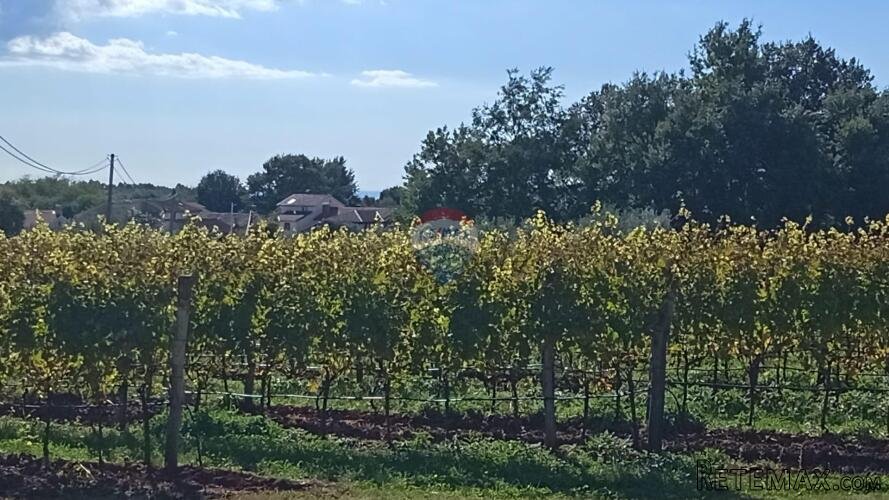 Istra, Vižinada, okolica- građevinsko zemljište na rubu nase