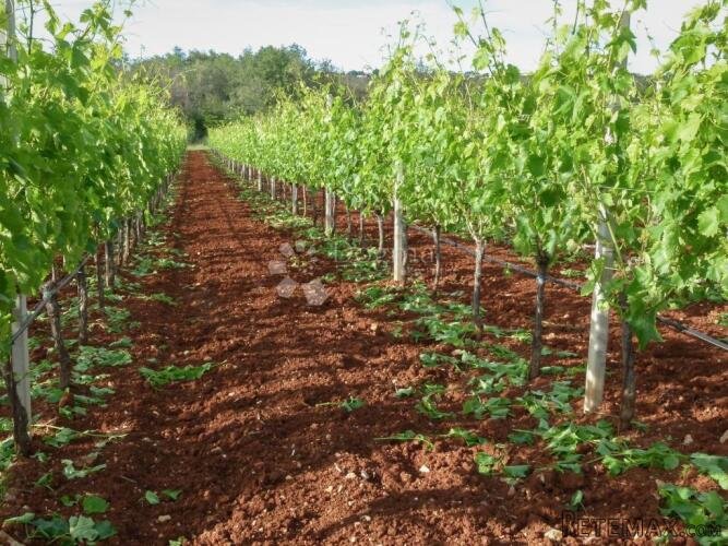Poljoprivredno zemljište s maslinikom i vinogradom u okolici - 3