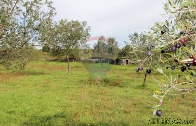 ISTRA, FAŽANA, predivan maslinik s legaliziranim objektom