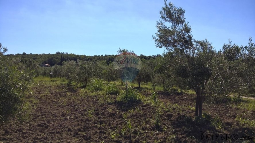 Grožnjan, maslenik sa 80 maslina - 3
