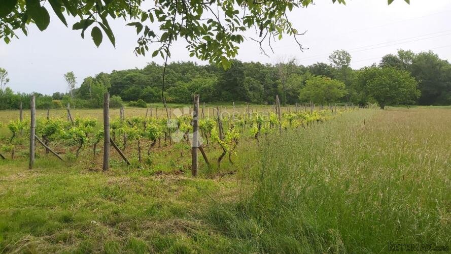 Poljoprivredno zemljište i vinograd - 2