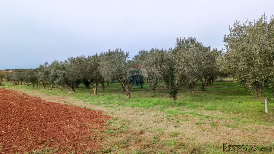 Pula, okolica, maslinik i vinograd površine 6680m2 - 2