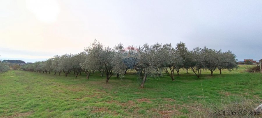 Pula, okolica, maslinik i vinograd površine 6680m2 - 3
