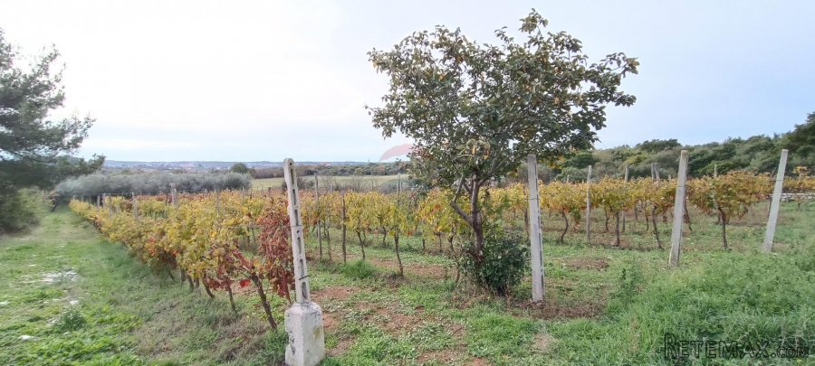 Pula, okolica, maslinik i vinograd površine 6680m2 - 4