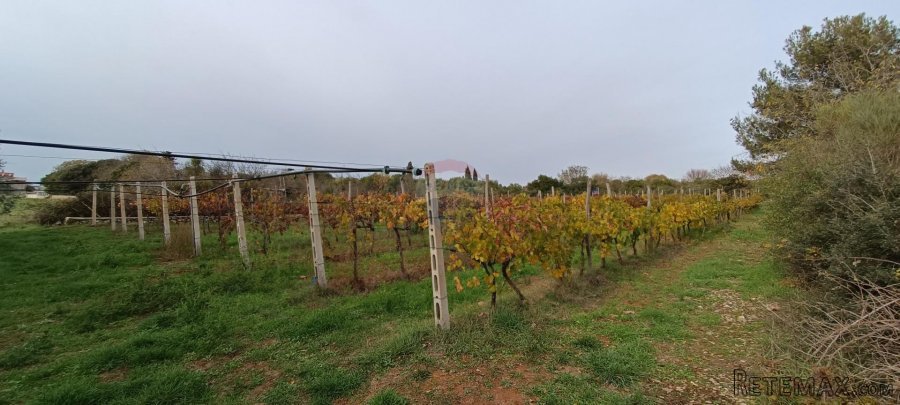 Pula, okolica, maslinik i vinograd površine 6680m2 - 5