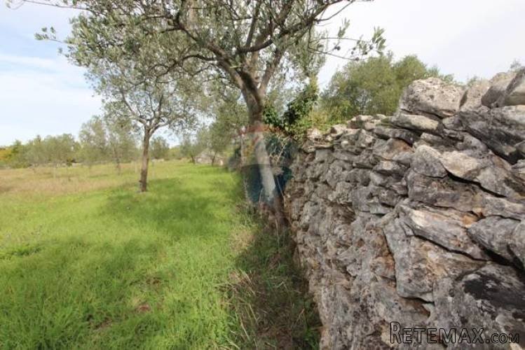 ISTRA, FAŽANA, predivan maslinik s legaliziranim objektom - 3