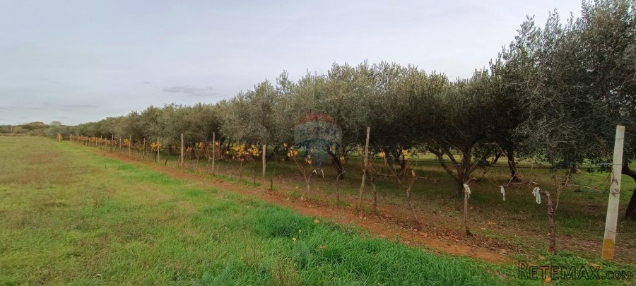Pula, okolica, maslinik i vinograd površine 6680m2 - 6