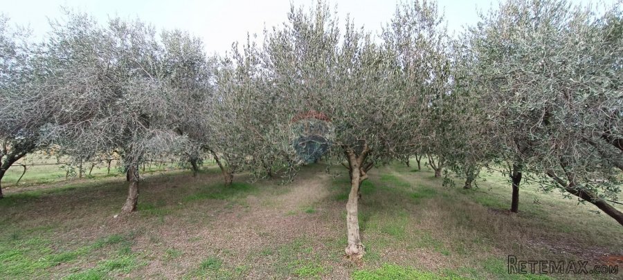 Pula, okolica, maslinik i vinograd površine 6680m2 - 7