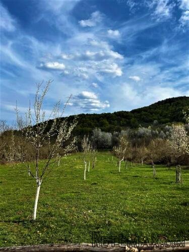 VOĆNJAK IZ SNOVA 3.812 m² – Boričevac