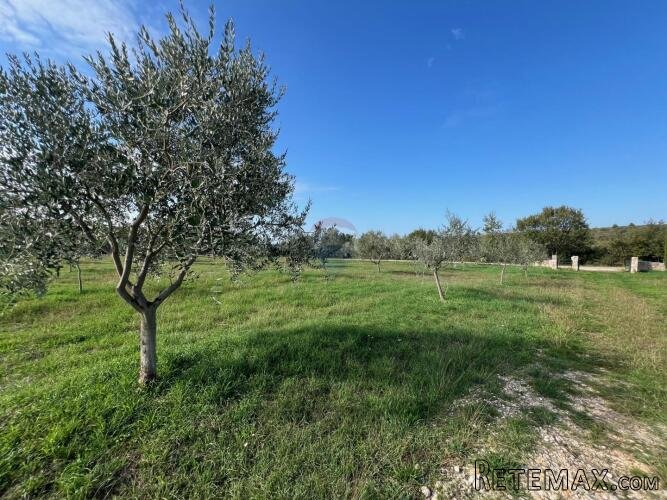 Istra, Vodnjan -okolica, maslinik na zemljištu od 14.000m2 - 3