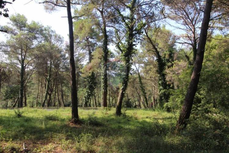 TAR, VABRIGA, ZEMLJIŠTE,SVEGA 400M OD MORA... - 3
