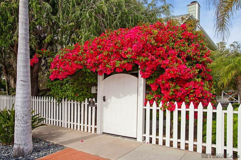221 Neptune Avenue Encinitas.. - 2