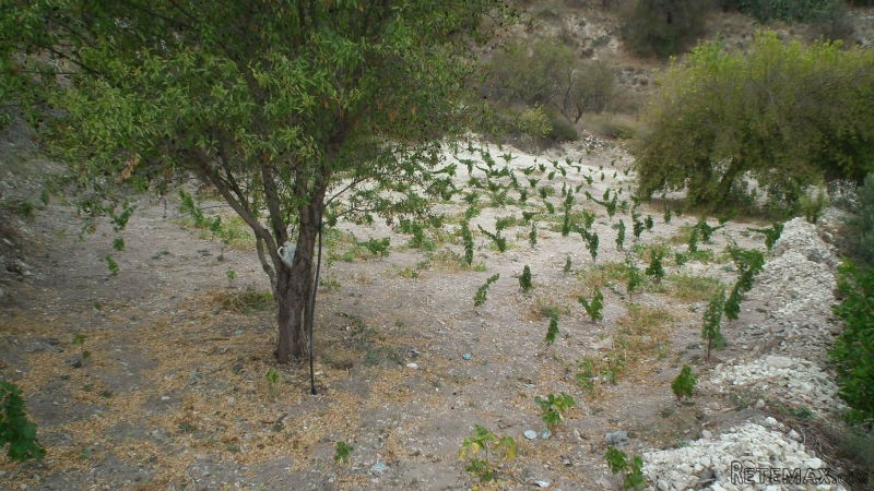 Land - Paphos - For Sale