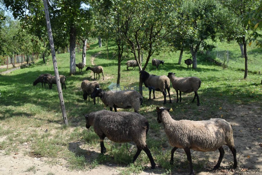Zabok, Andraševec, seosko imanje, voćnjak, 1 x gradilišta - 3
