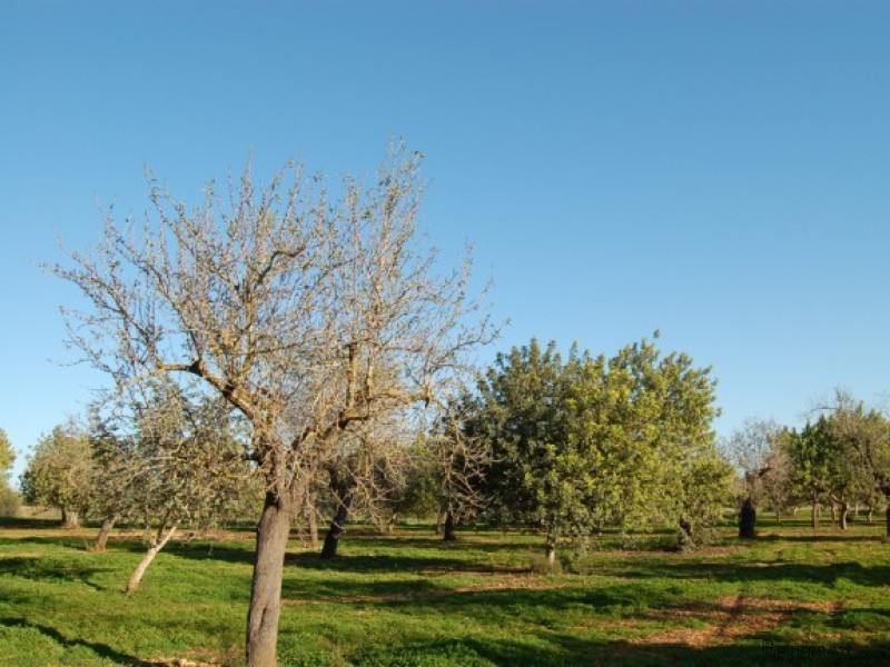 Lovely Building Plot In Santa Maria - 2