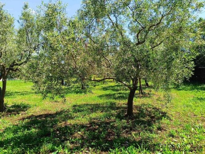 PEROJ – POLJOPRIVREDNO ZEMLJIŠTE 2.715 m² U BLIZINI MORA - 4