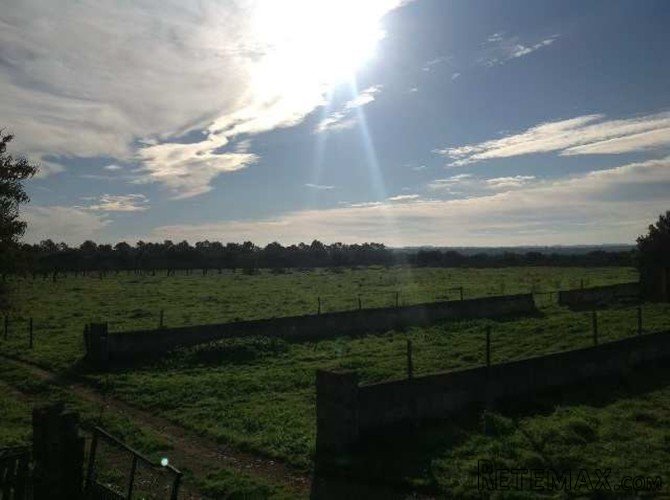Son Vivot has approx. 500.000m2 of land, 100 year old.. - 4