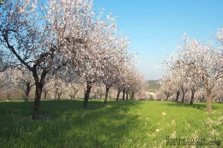 Rustic plot of 37.700m2 in a peaceful area between Moscari.. - 2