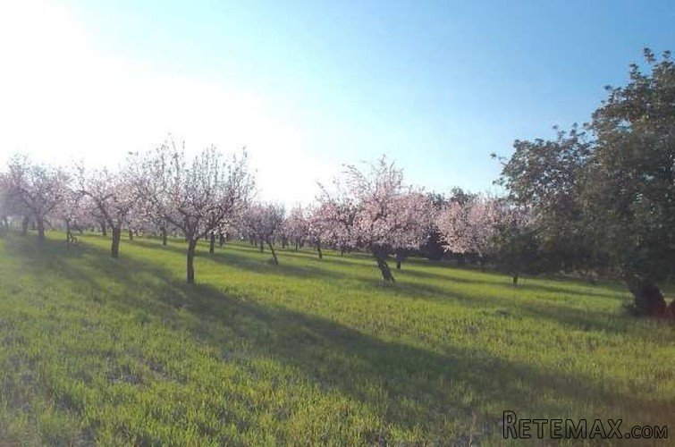 Rustic plot of 37.700m2 in a peaceful area between Moscari.. - 3
