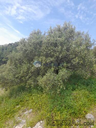 Korčula, Blato, 60.000 m2, južna strana, mogućnost gradnje - 8