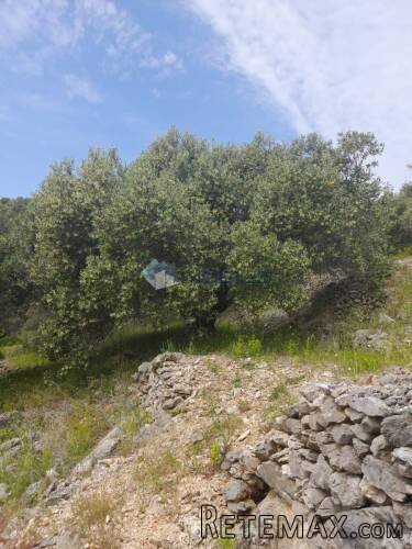 Korčula, Blato, 60.000 m2, južna strana, mogućnost gradnje - 9