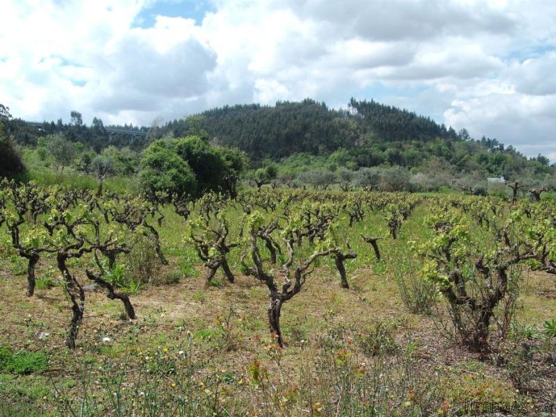 Building Plot For Sale Near Ferreira Do.. - 2