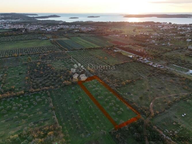Poljoprivredno zemljište s maslinikom u Fažani, 800 m od mor