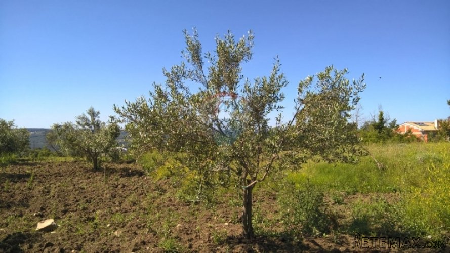 Grožnjan, maslenik sa 80 maslina - 5