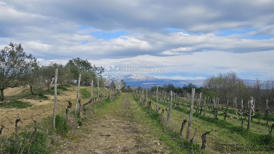 VINOGRAD U OLOICI PAZINA - POGLED NA UČKU I MORE