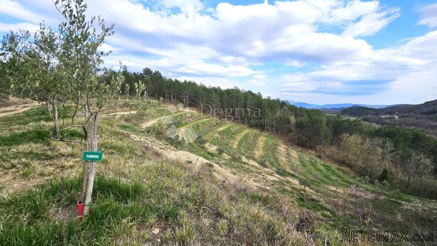 MASLINIK U OKOLICI PAZINA - S POGLEDOM NA MORE
