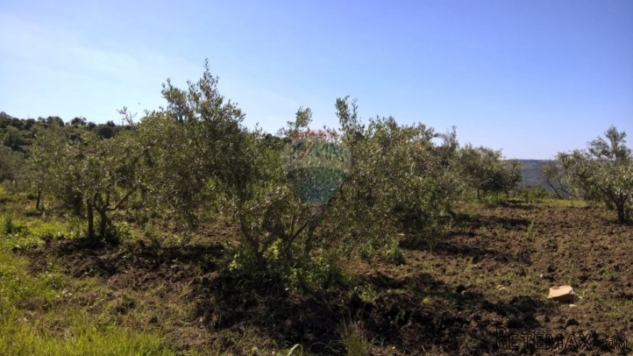 Grožnjan, maslenik sa 80 maslina - 4