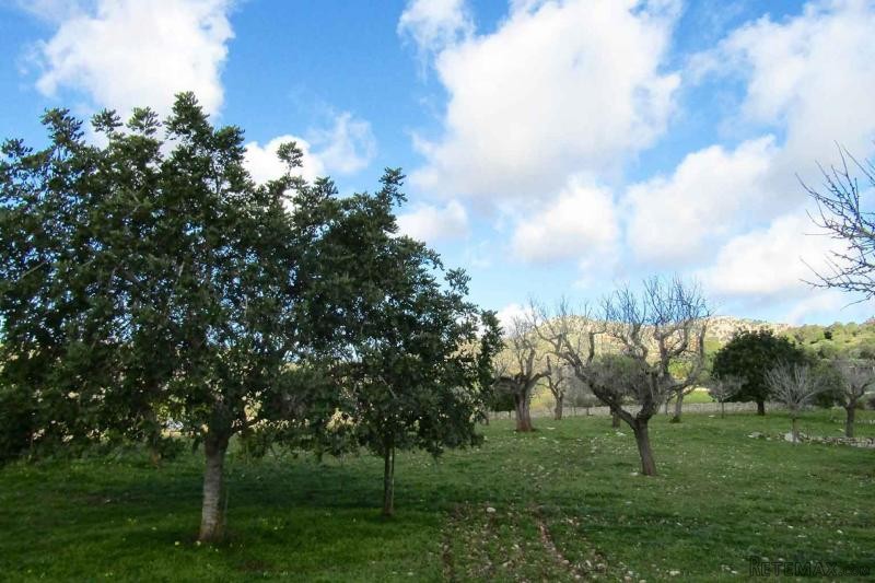 Wonderful and quiet plot with nice view.. - 2