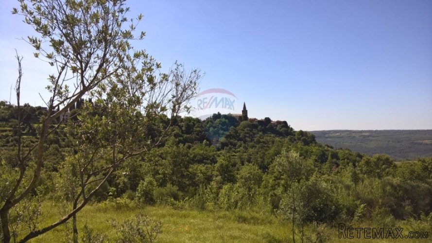 Grožnjan, maslenik sa 80 maslina