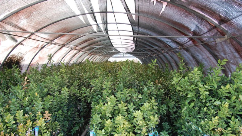 Farm