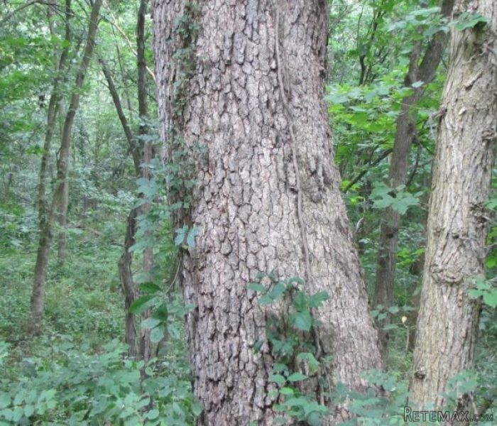 136 +/- Acres Timberland For Sale..