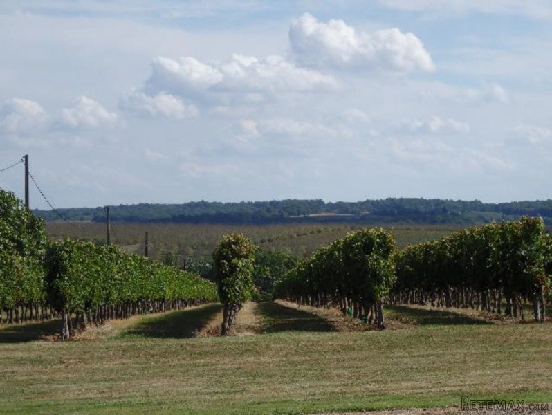 Vineyard For Sale - 2