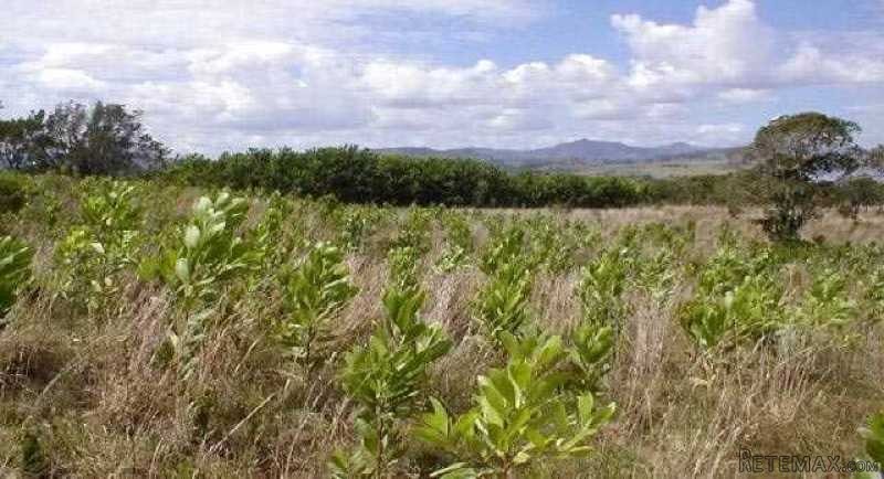Wonderful Acacia Tree Farm In Rio San.. - 2