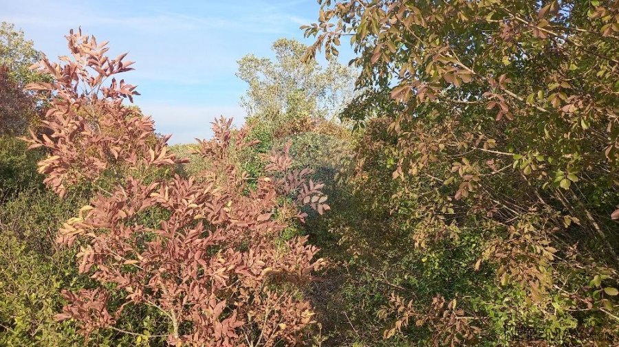 Istra, Fažana okolica, 4 poljoprivredne parcele - 4