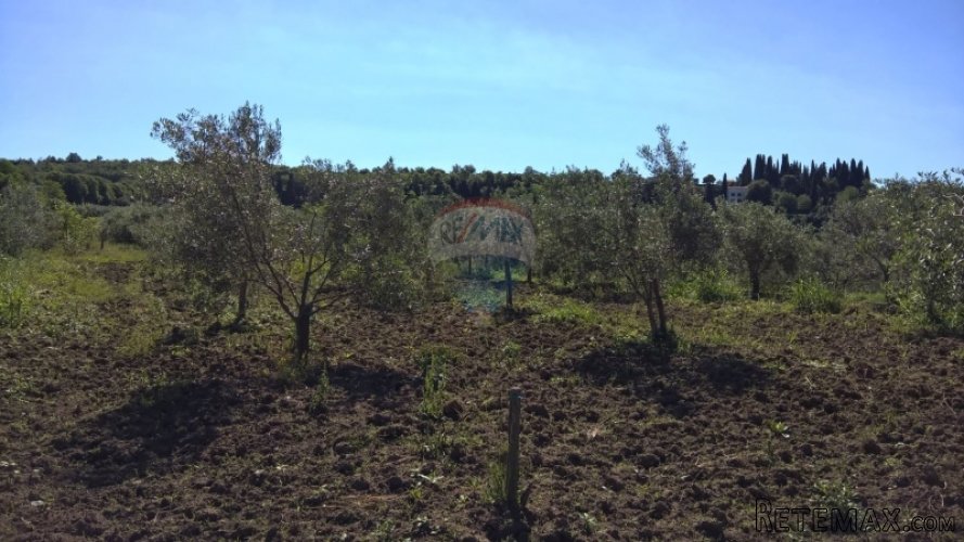 Grožnjan, maslenik sa 80 maslina - 2
