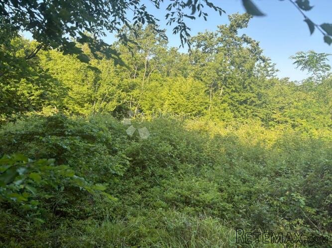 Poljoprivredno zemljište Baderna 11866 m² - 2