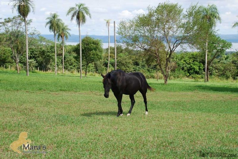 Altos: beautiful horse ranch with..