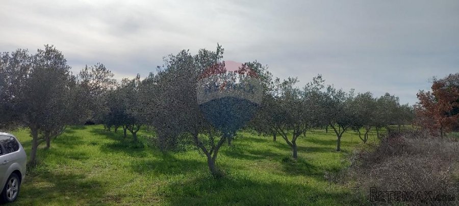 Istra, okolica Vodnjana, maslinik i pašnjak