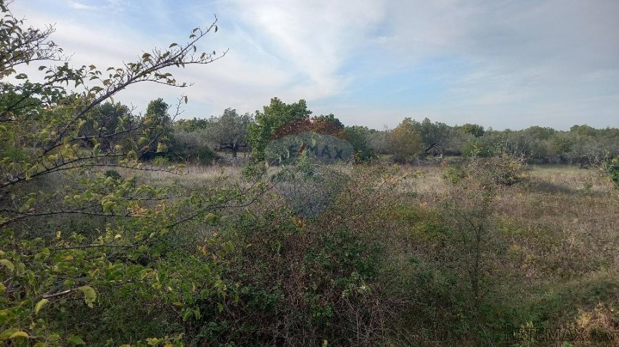 Istra, Fažana okolica, maslinik i parcela - 3